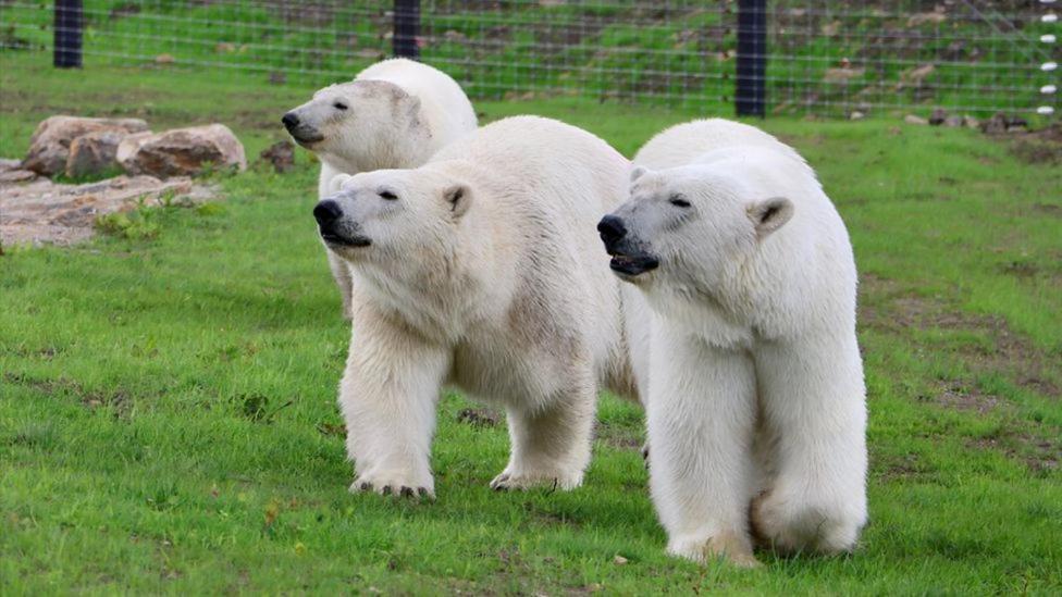 Chic 2 Bed Peak District Cottage Barn Near Alton Towers, Polar Bears, Chatsworth House 利克 外观 照片
