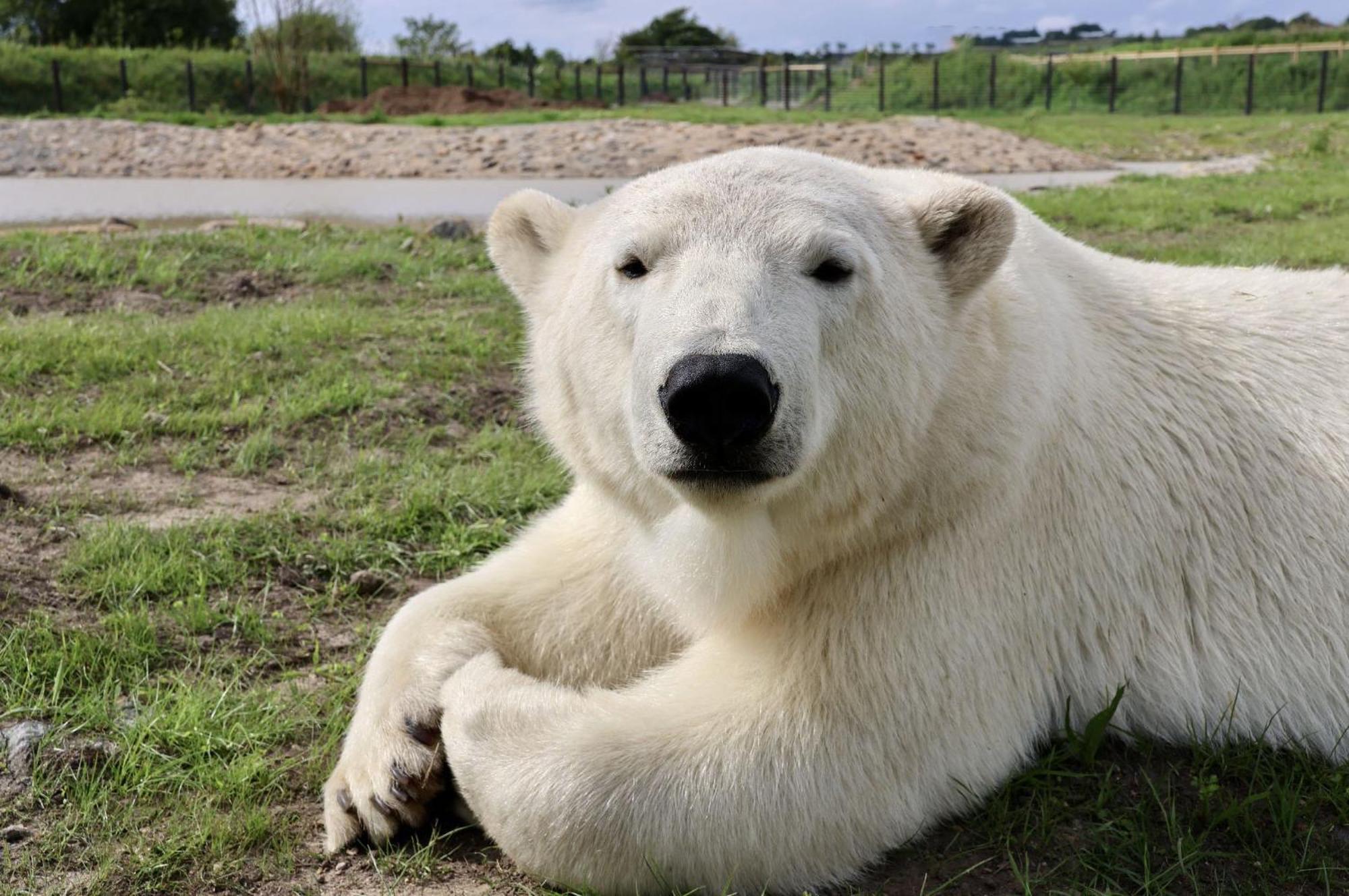 Chic 2 Bed Peak District Cottage Barn Near Alton Towers, Polar Bears, Chatsworth House 利克 外观 照片